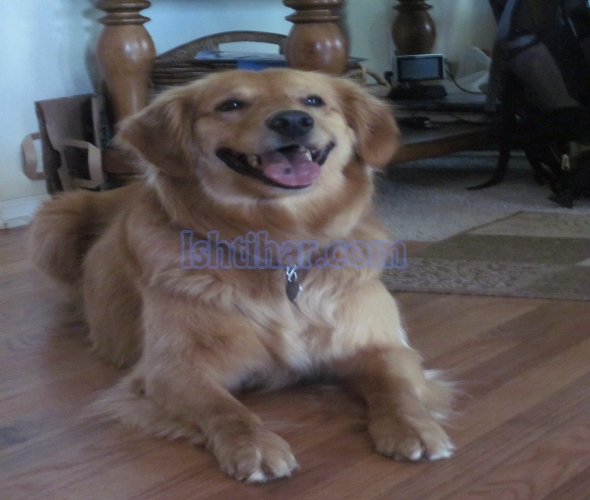 Golden Retiver dog female