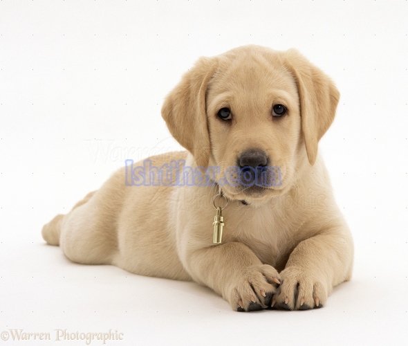 Labrador puppies  available