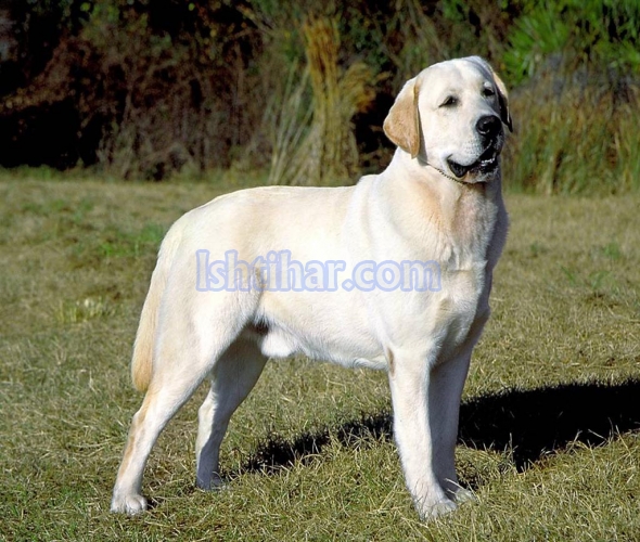 Labrador male dog