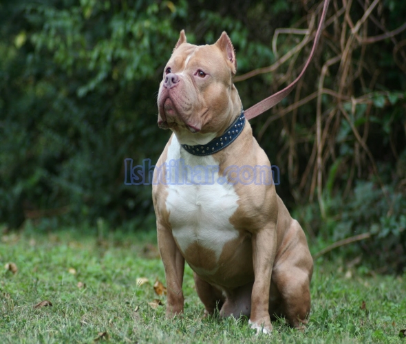 Pitbull  dog for stud service