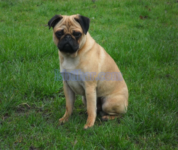 Male pug 7 months pup