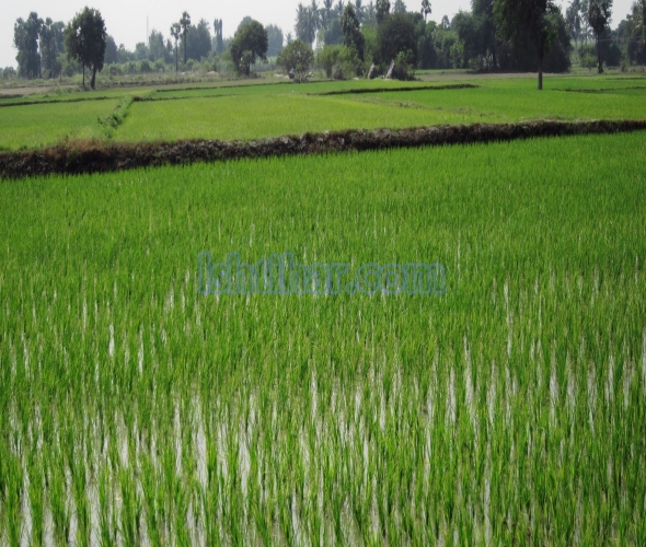 50 Acre agricultural land