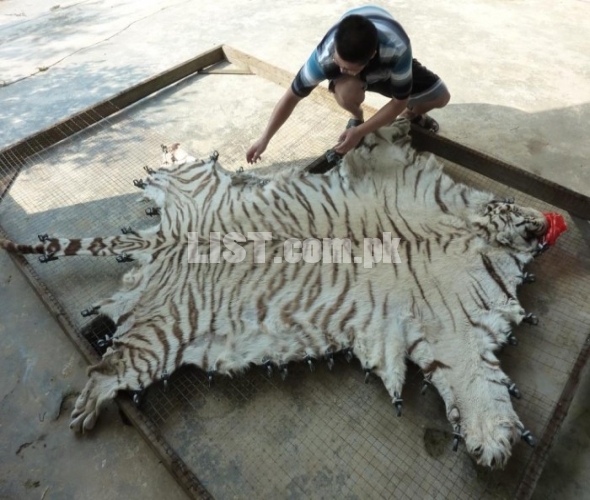 Tiger skin rug AVAILABLE