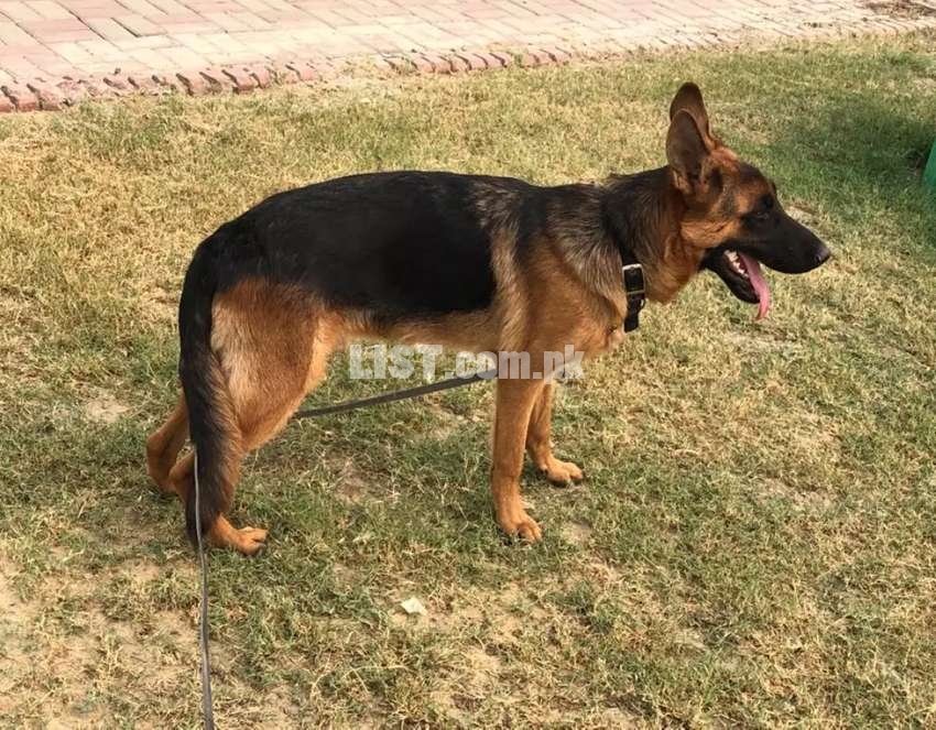 GSDCP Pink Pedigree 9 Month Male