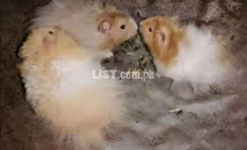 Syrian hamsters