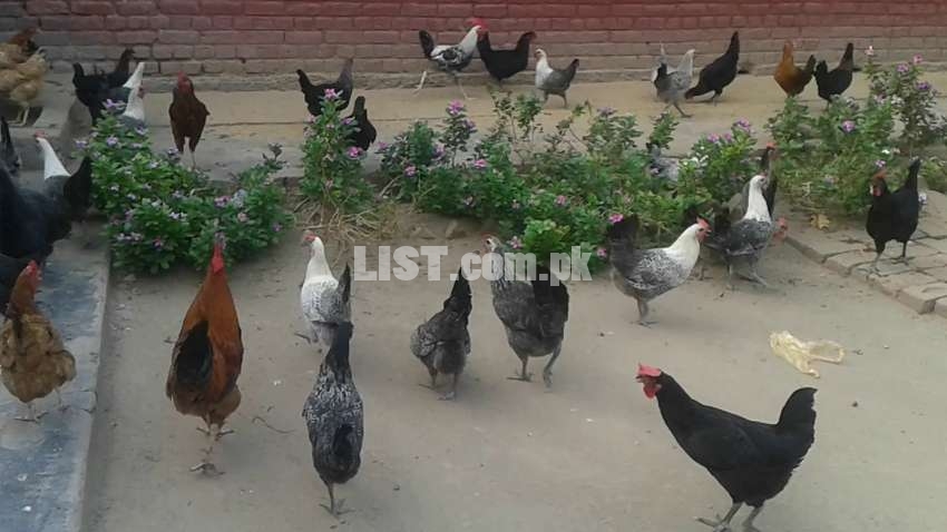 Golden Misri Egg Laying Hens for Sale