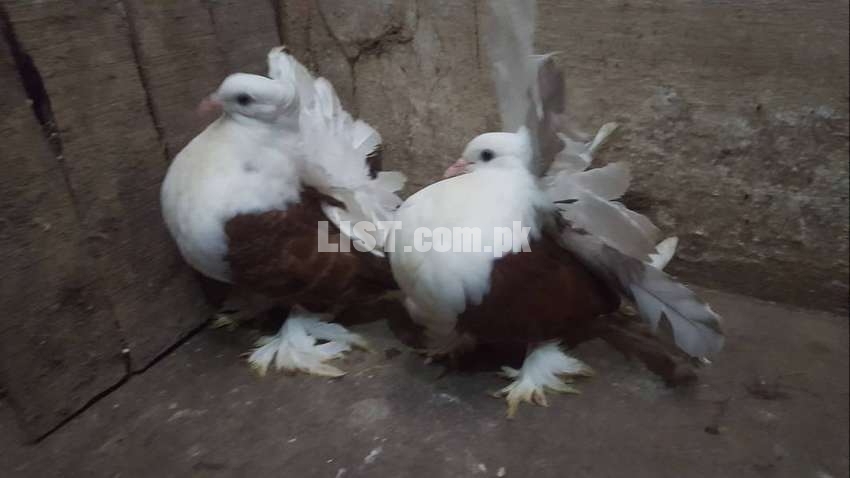 Lahori Shirazi & American Fantail Imported Fancy Pigeons Available