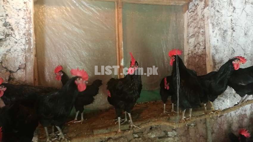 Australorp black breeder rooster and fertile eggs for sale