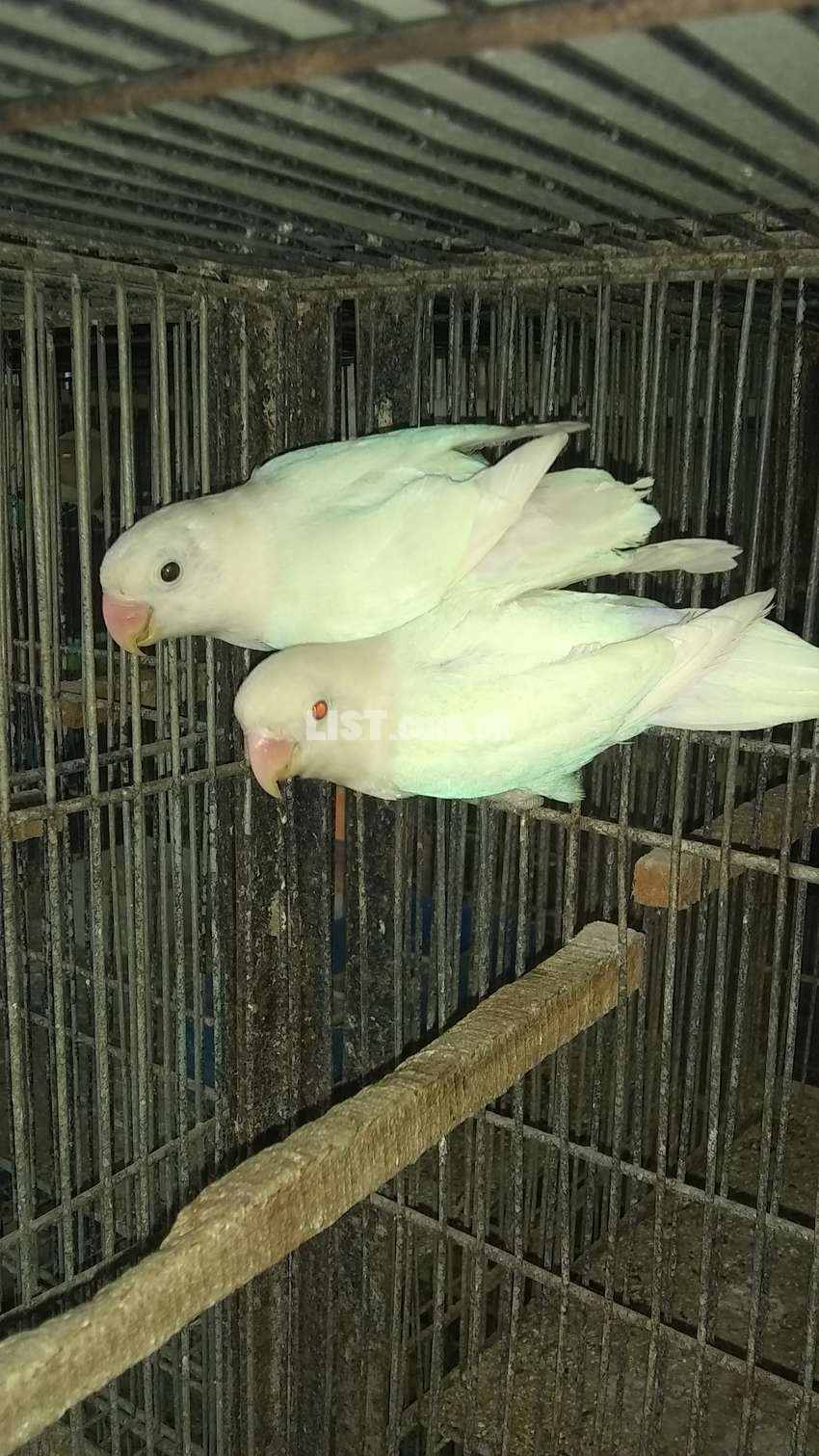 Albino Pasnata Red eyes for sale