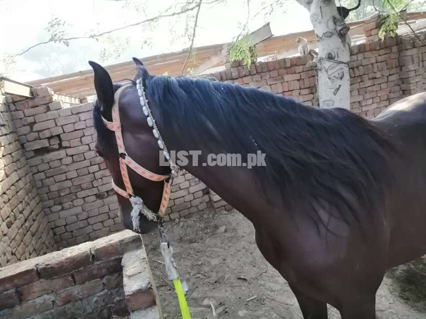 Komat Horse