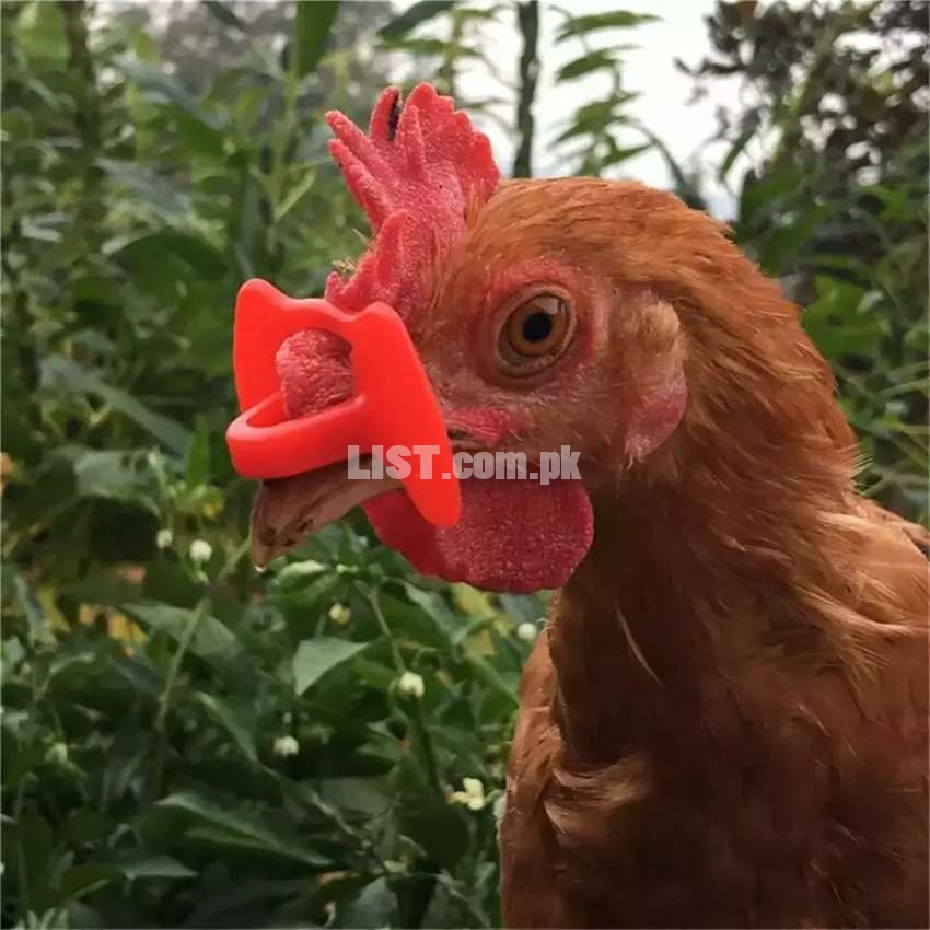 Poultry Glasses - 1 Year Warranty - FREE Cash On Delivery