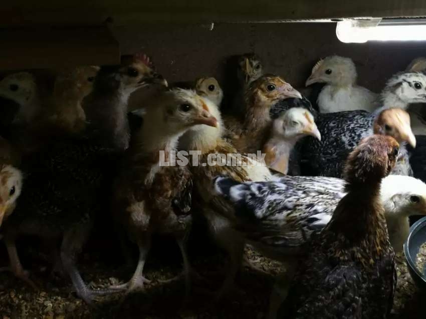 Desi Hens - 2 month old - Females Only