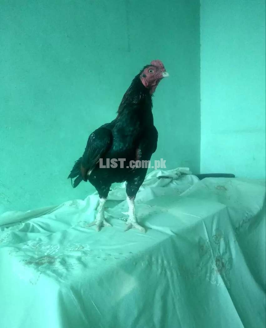 Aseel Chicks available for sale top old bloodline amroha cross birds