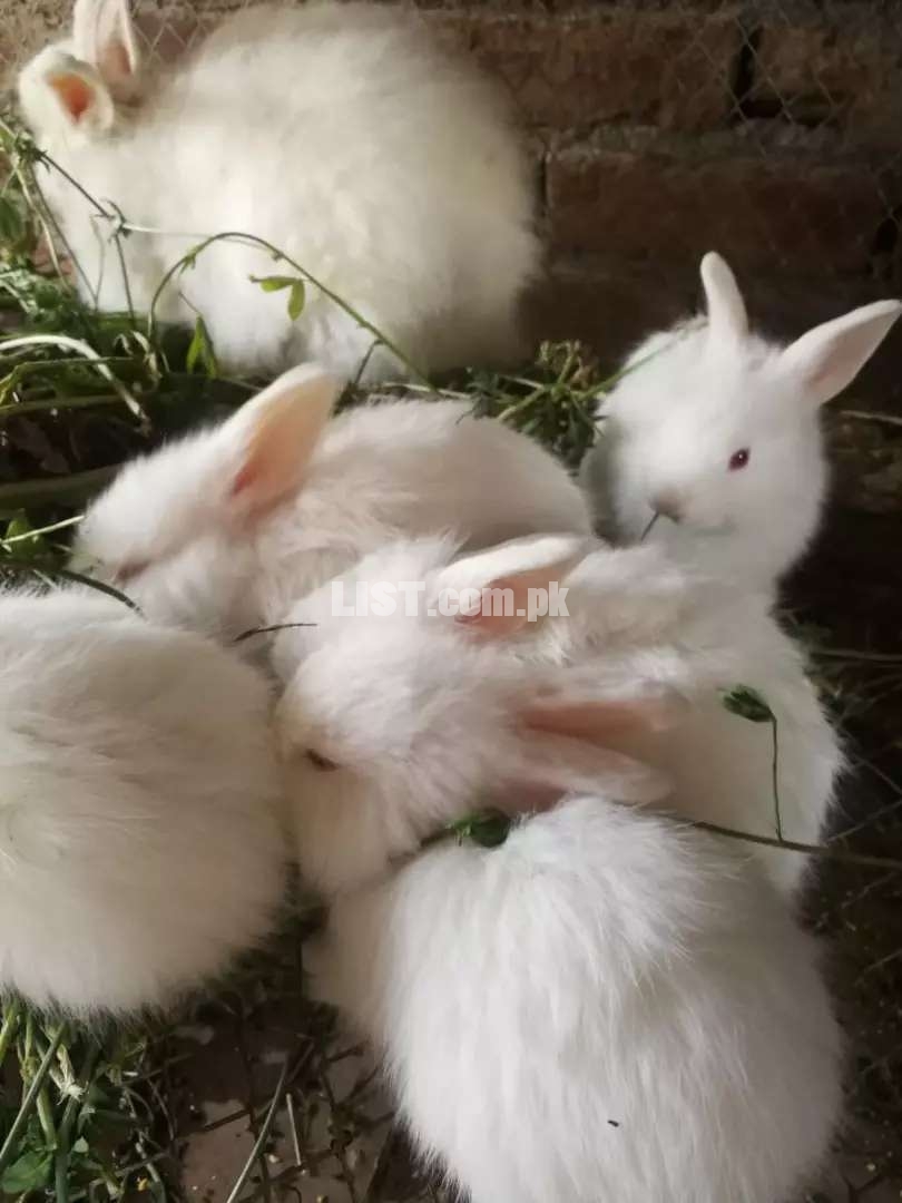 Giant angora and all other breed bunnies