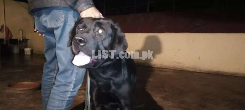 Labrador For Stud (Not for sale)
