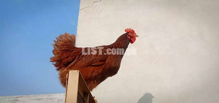 Black Australorp And RIR Bareed available  in Lahore