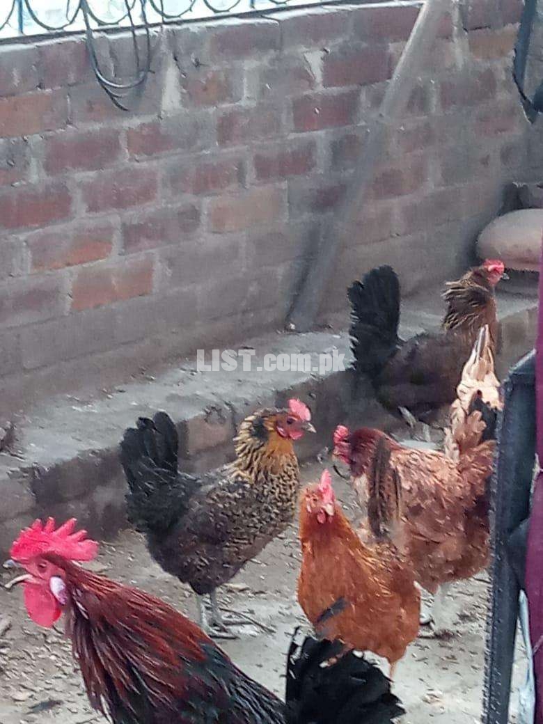 مصری انڈے دینے والی دیسی خواراک پر پَلی ہوئی مرغیاں