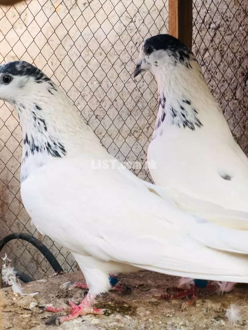 Pigeons Batera nar, Skt 35 waley, Kamagar ohatey
