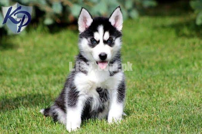 Top quality siberian husky puppies from european imported parents