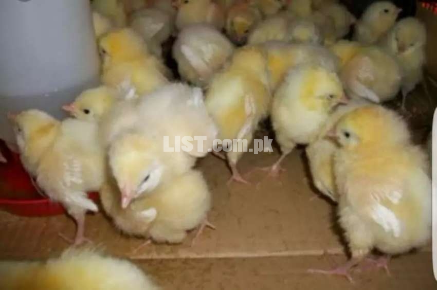 2 chicks for Rs 100 - Day Old Broiler chicks - Rs 50 per chick