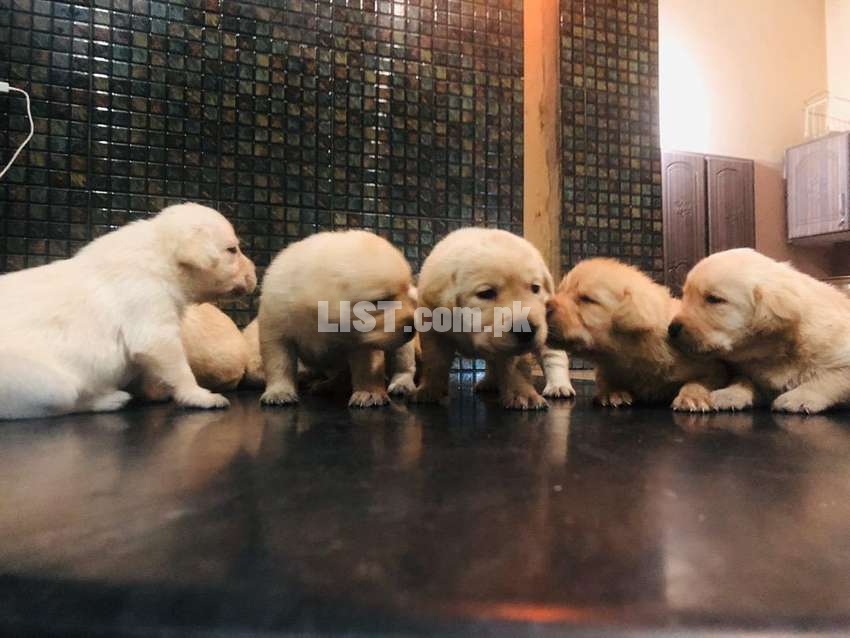 Vry cute labrador female pupps available