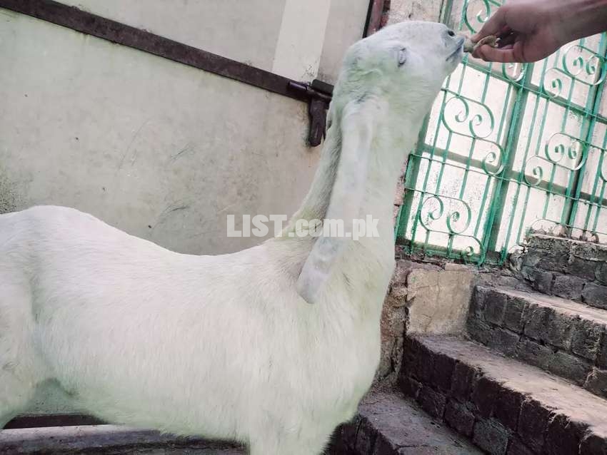 Rajanpuri female goat