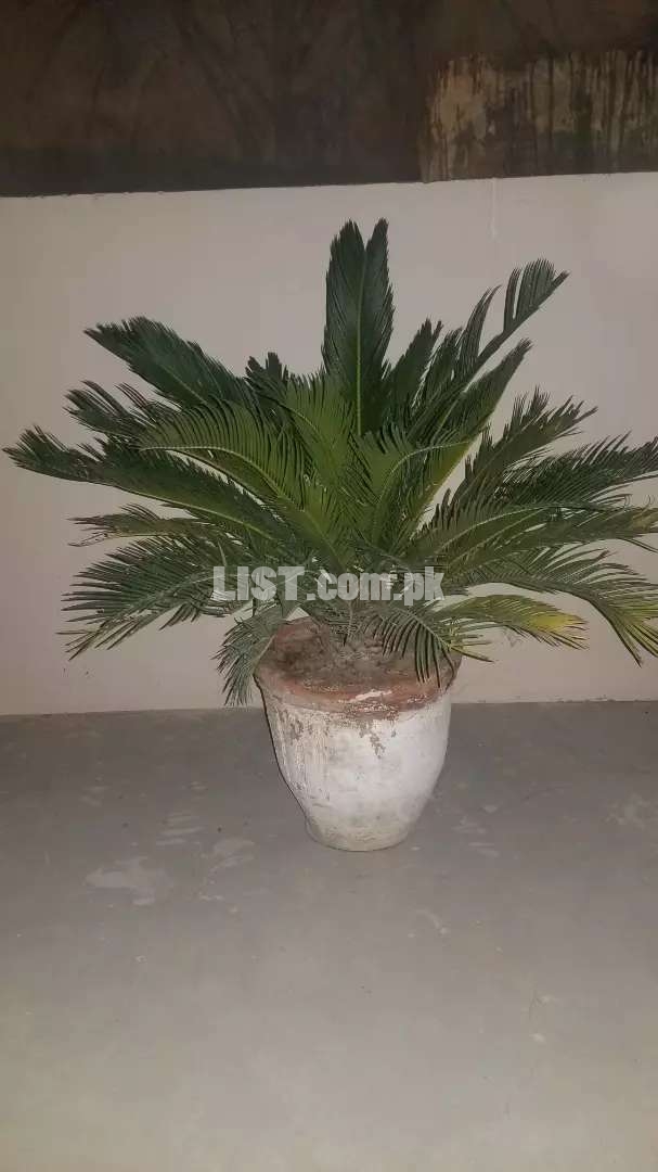 Kangi Sago palm plant in 14 inch pot