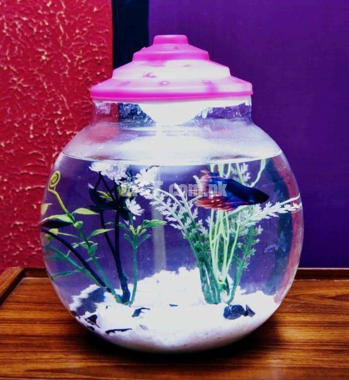 "Special Offer" Buy 1 Decorated Fish Bowl & Get Free Glass Tetra Fish