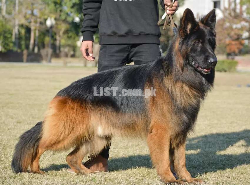 Scar 75cm GSD Male available for stud