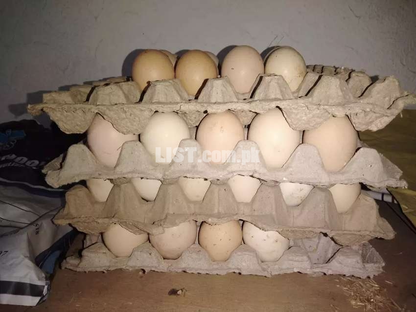 Barred Plymouth Rock Commercial Chicken Eggs/Chicks