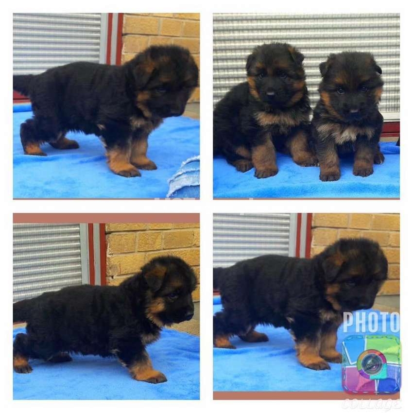 Top quality highly pedigree german shepherd pups available