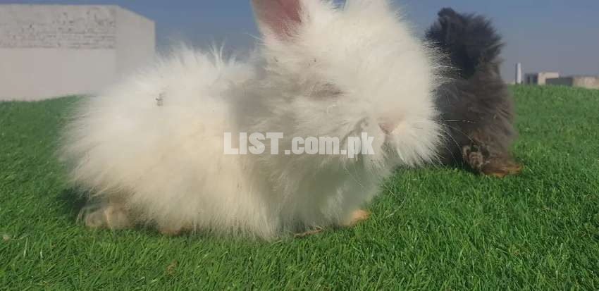 English Angora Full Face Show Quality Pair Rabbit