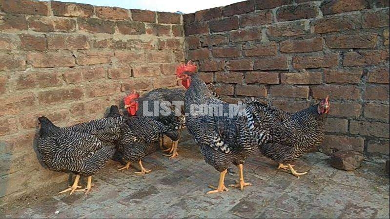 Barred Plymouth Rock Young Breeder Chickens (100% Pure Heritage Breed)