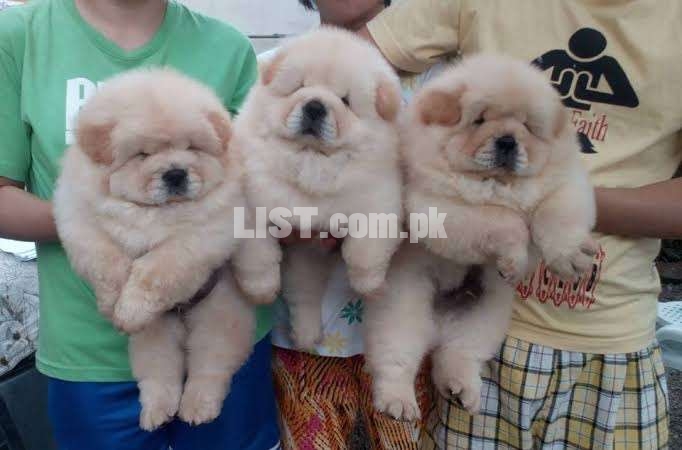 Chow chow puppy now in DHA lahore