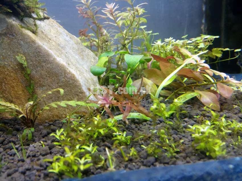 Aquarium plants now available.  Java moss,  rotala rotandifolia.