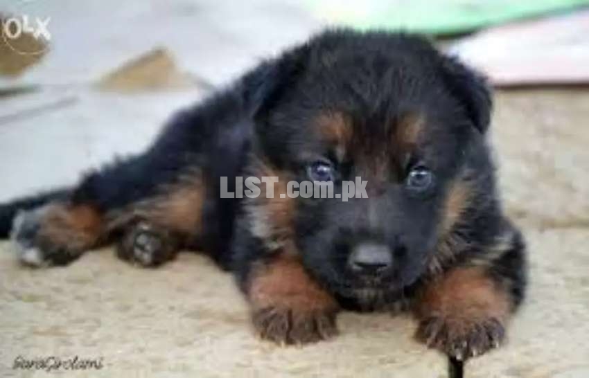 German shepherd Male/Female Puppies For sale only for Families