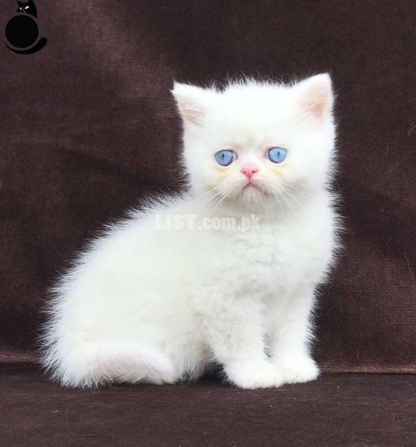 Snow White Blue Eyes Extreme Punch Face Kittens.