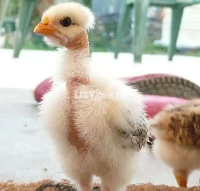 1 Month Old Turken Chicks - Excellent for Backyard & Organic Poultry