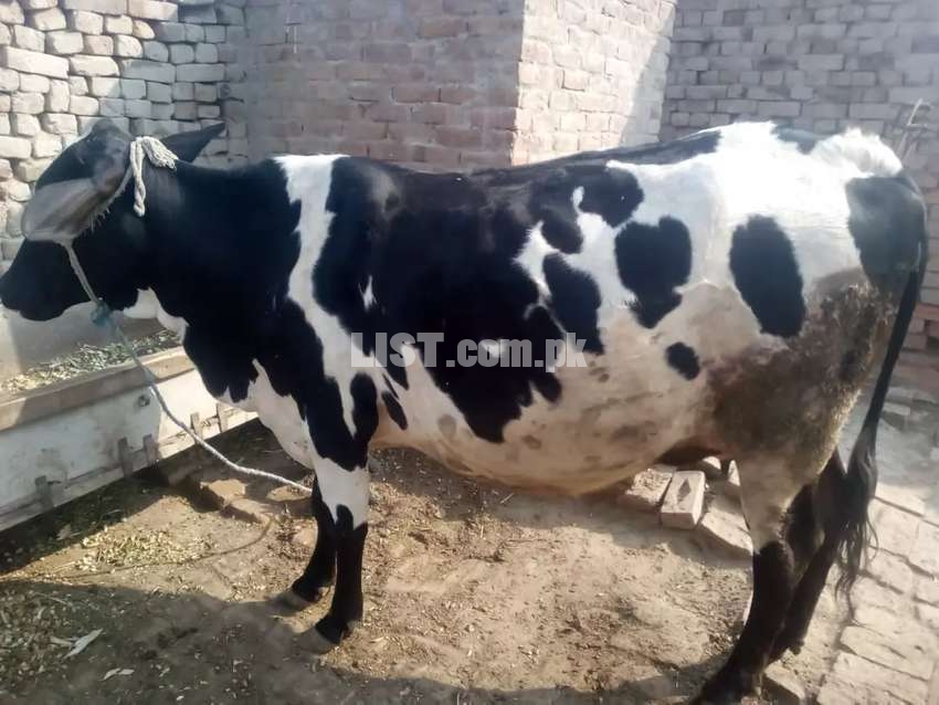 First bread cow for sale pehla sua suna hy