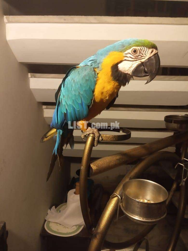 Tamed Macaw for Sale