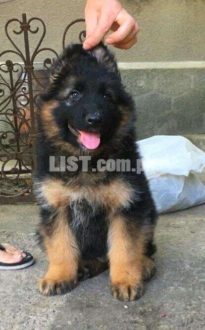 Highly pedigre & show line Top notch quality dogs & puppies available