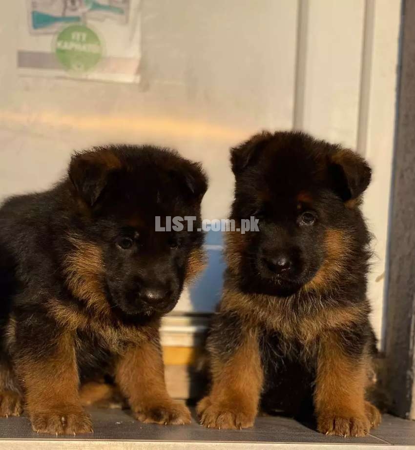 Long coated Gsd pupps