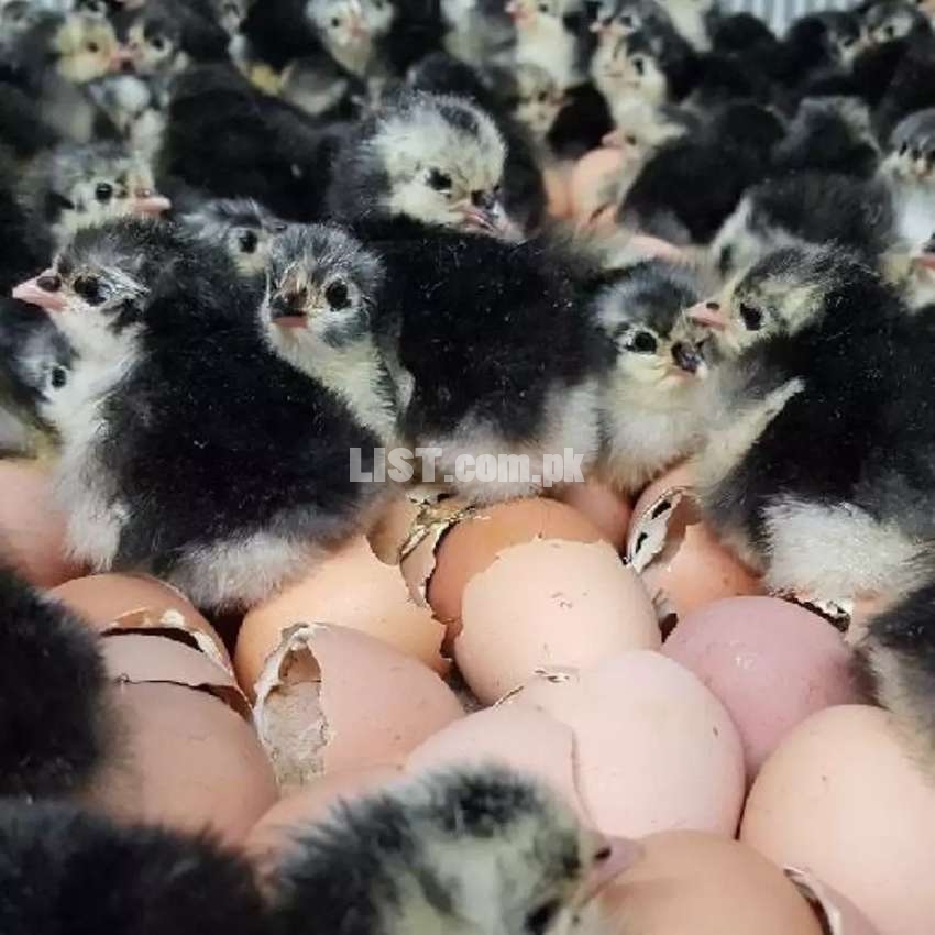 Day Old Australorp Chicks for Poultry Farmers & Hobbyists-95% Survival