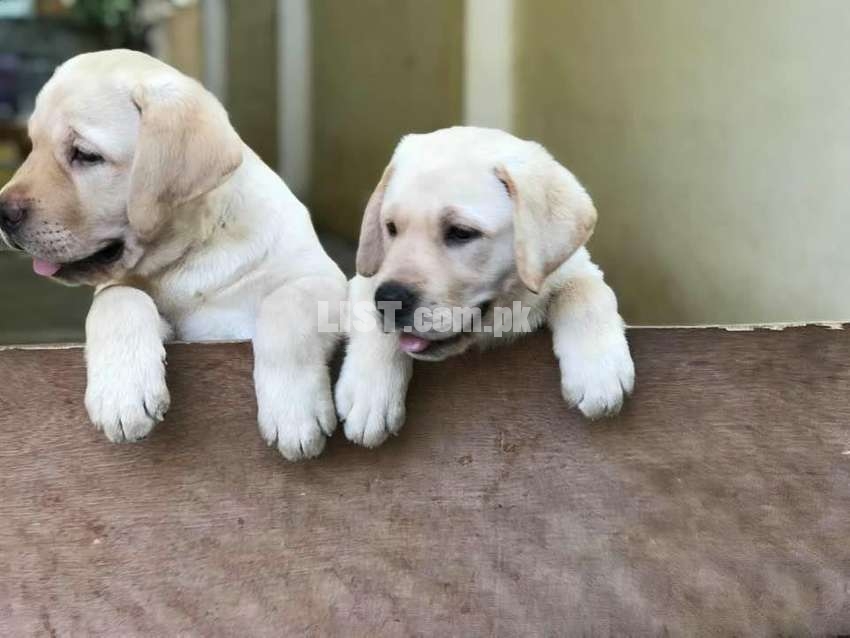 Top notch imported line show class labrador puppies available