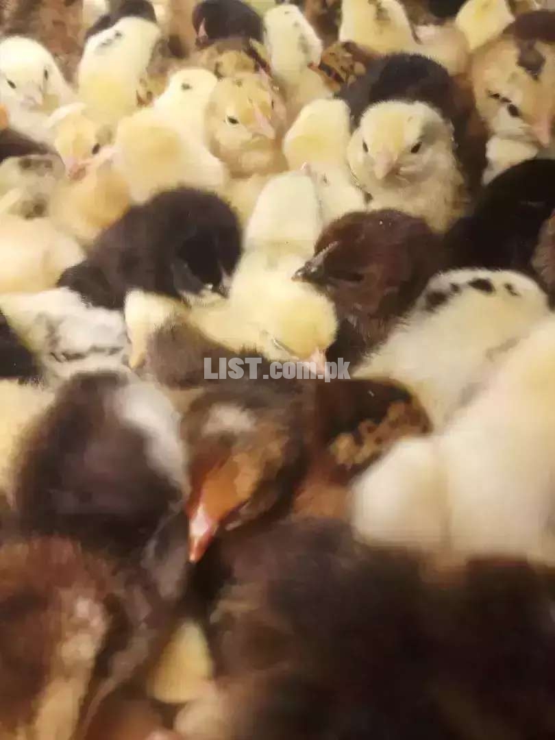 Day Old Chicks of Golden Misri / Silver China / Hybrid   Karachi Hens & Aseel for Sale
