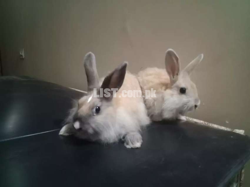 Angora Rabbits pair for SALE