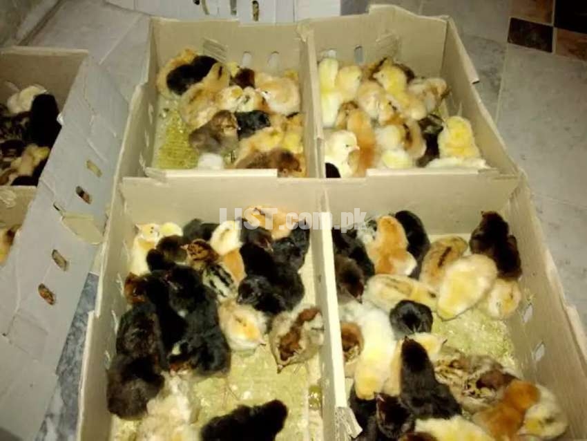 Chicks Misri Golden