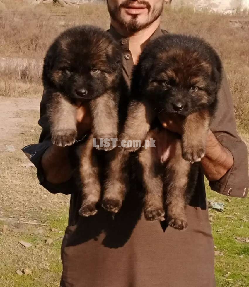 See Discretion German shepherd Male/Female Puppies only Sale