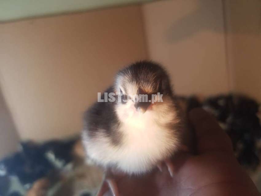 Australorp/RiR chicks and breeders available for sale in karachi