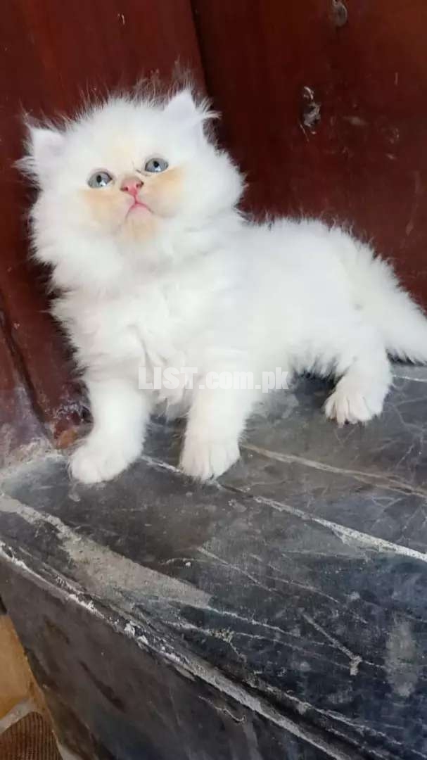 MASHAALLAH Persian kitten available read add then contact